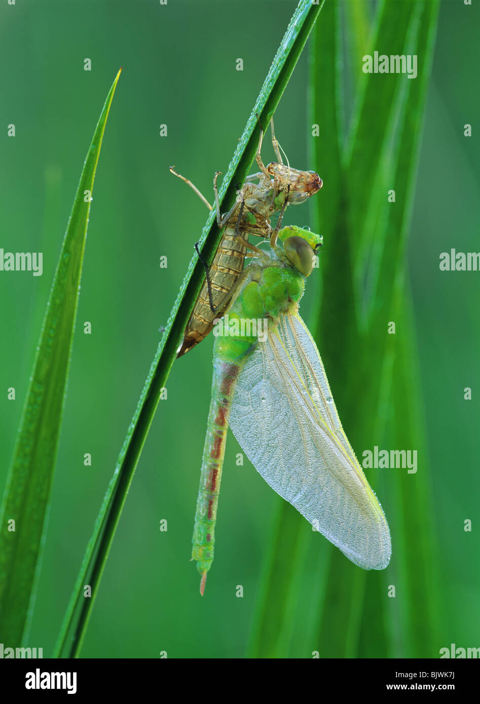 Gemeinsame Green Darner Dragonfly Anax junius entstand aus Nymphal Haut E NA, von Darryl Biere/Dembinsky Foto Assoc Stockfoto