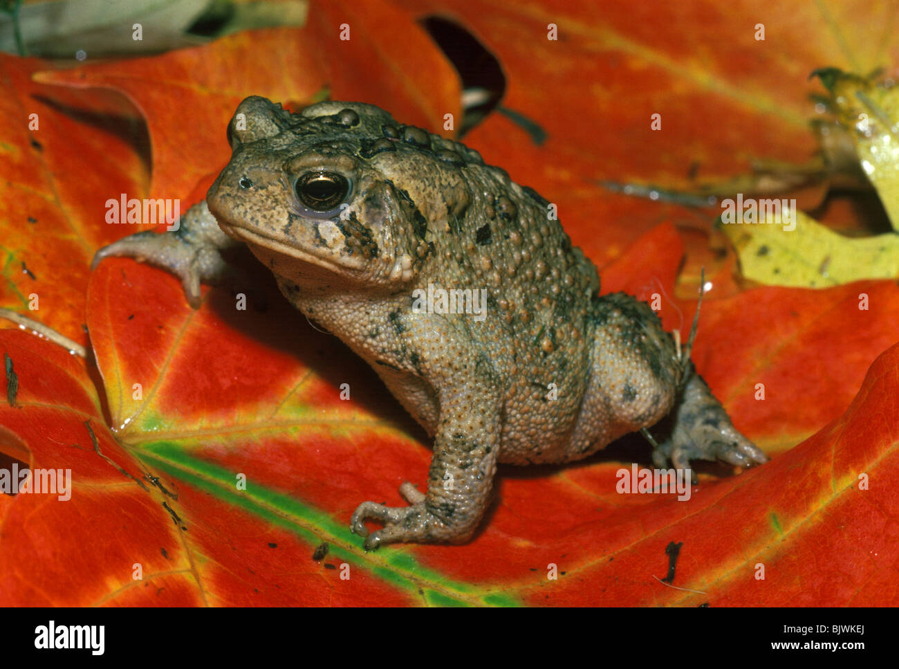 American Toad Bufo americanus ruht auf Red Maple Leaf östlichen Vereinigten Staaten, durch Überspringen Moody/Dembinsky Foto Assoc Stockfoto