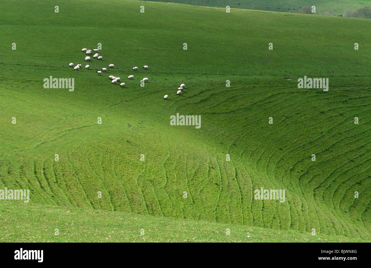 Feld-Grate und Schafe Cranbourne Chase Wiltshire Stockfoto