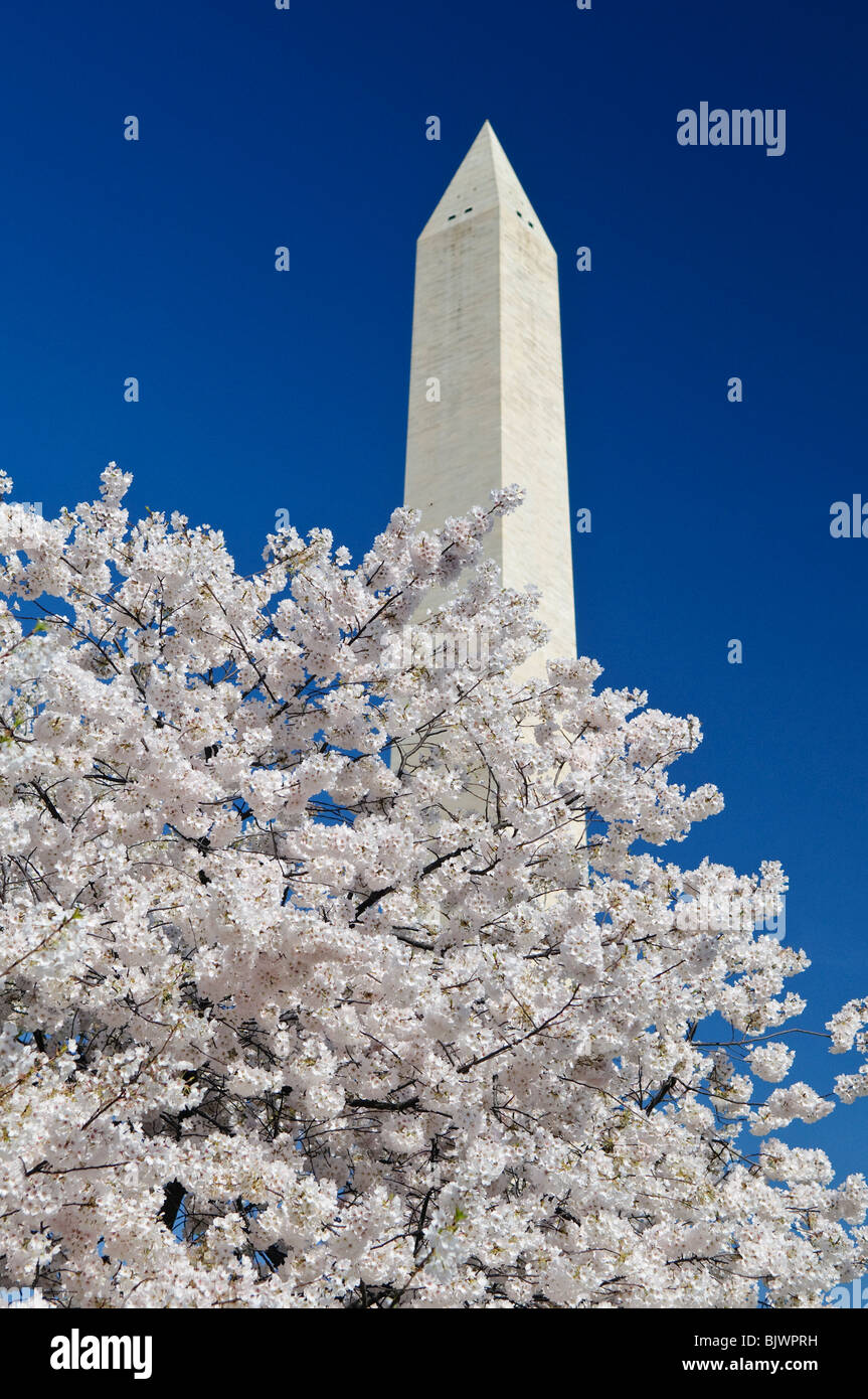WASHINGTON DC – die Kirschblüten der Yoshino erreichen ihre Blüte mit dem Washington Monument im Hintergrund. Diese blühenden Bäume, ein Geschenk aus Japan im Jahr 1912, werden rund um das Tidal Basin in der National Mall gepflanzt. Die jährliche Blüte ist eine der Hauptattraktionen im Frühling in der Stadt. Stockfoto