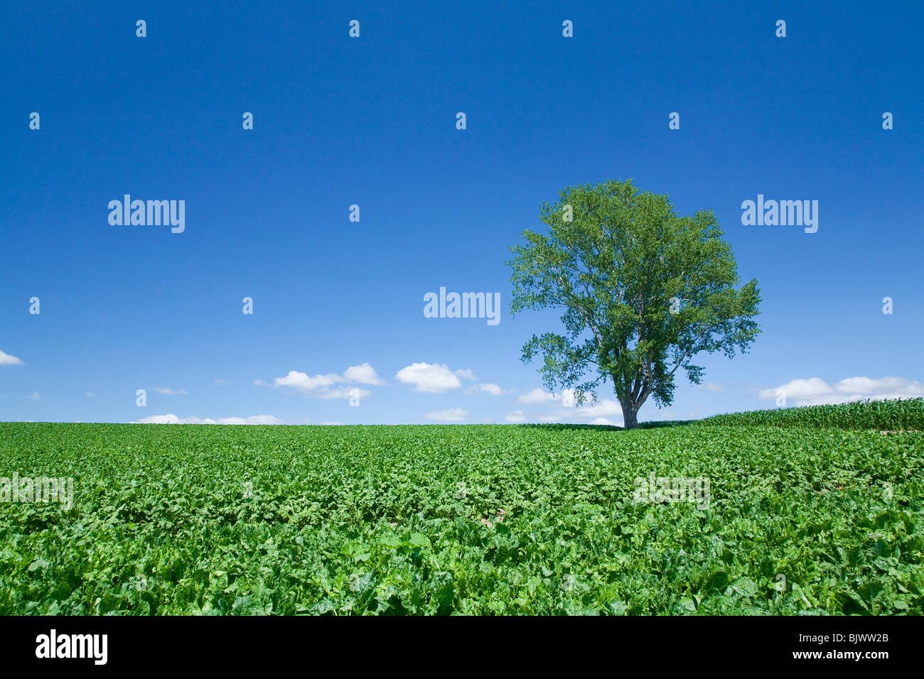 Baum in grünem Feld Stockfoto