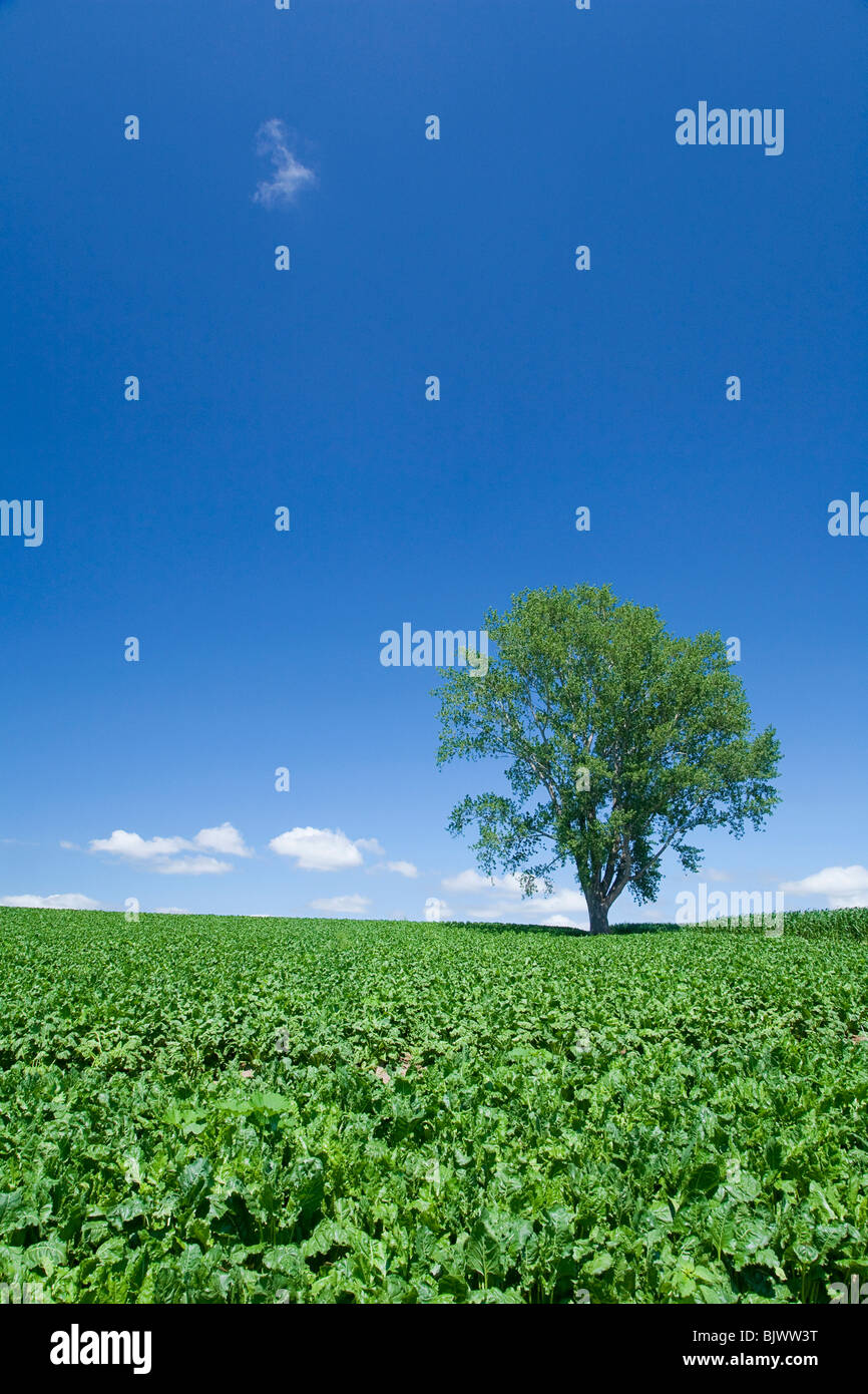 Baum in grünem Feld Stockfoto