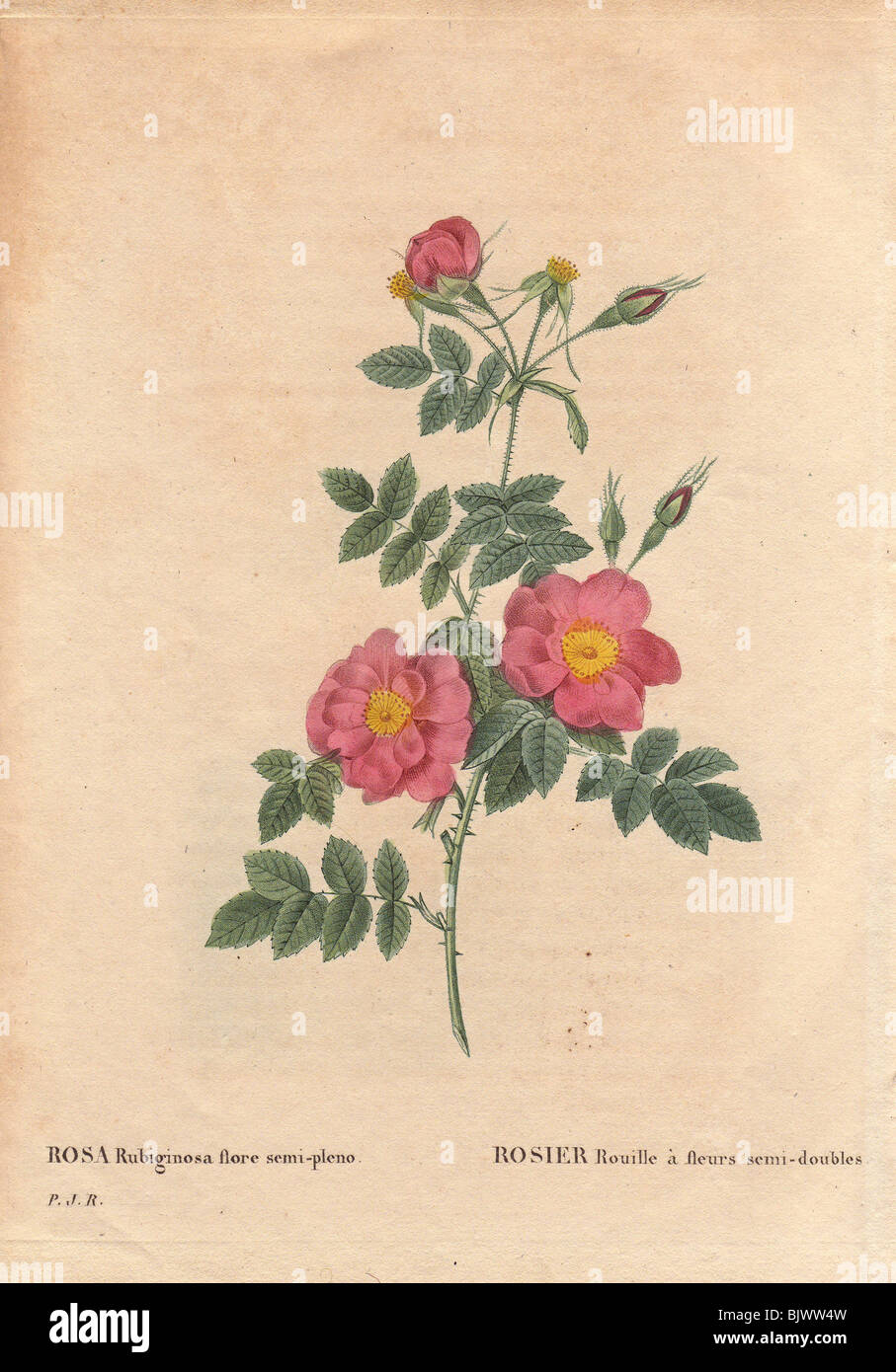 Die halbgefüllten Sweetbriar rose mit rosa und gelben Blüten (Rosa Rubiginosa Flore Semi-Pleno). Stockfoto