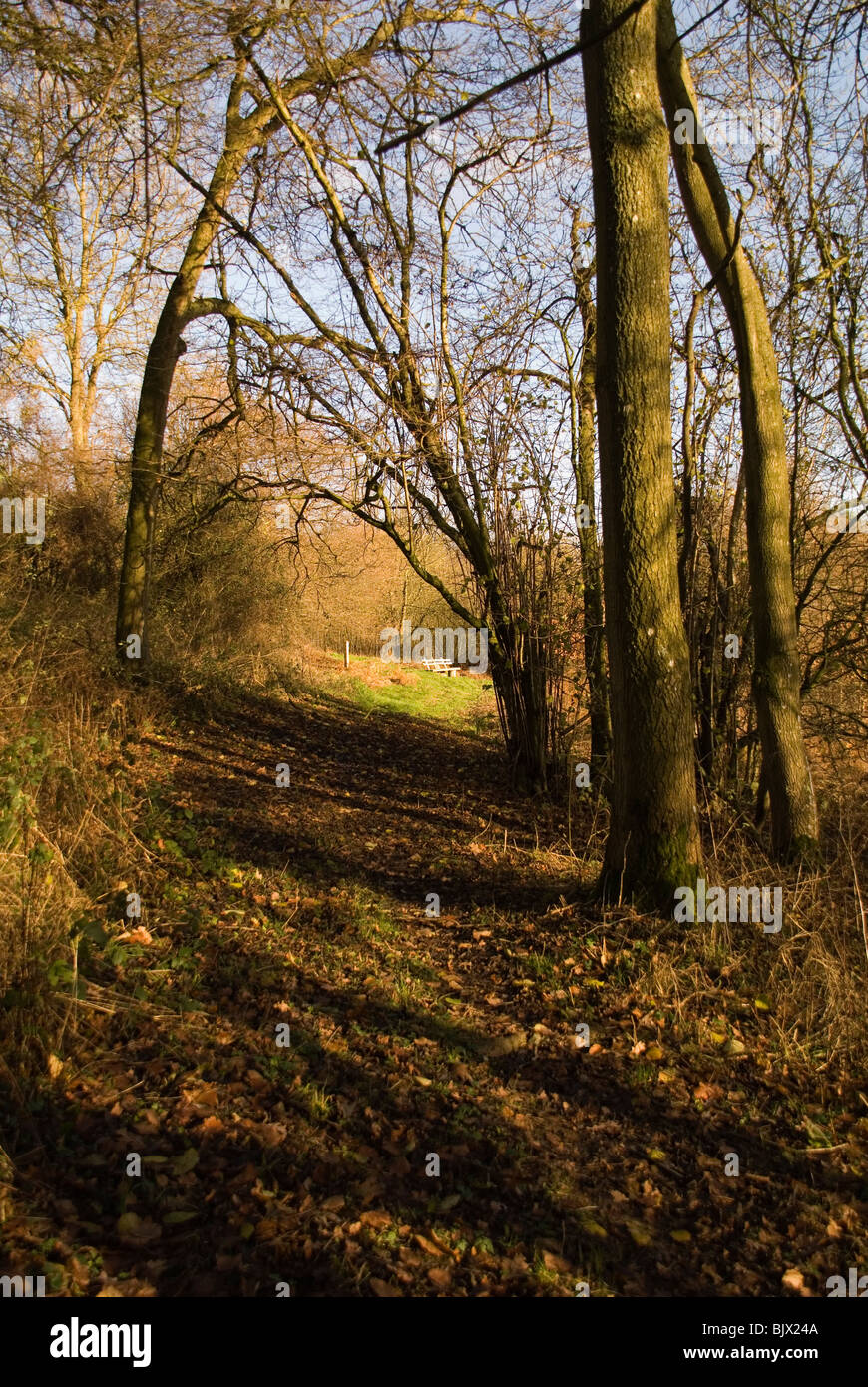 Ein Waldweg führt zu einem ruhigen Ort auf einem Herefordshire-Vertrauen-Naturschutzgebiet Stockfoto