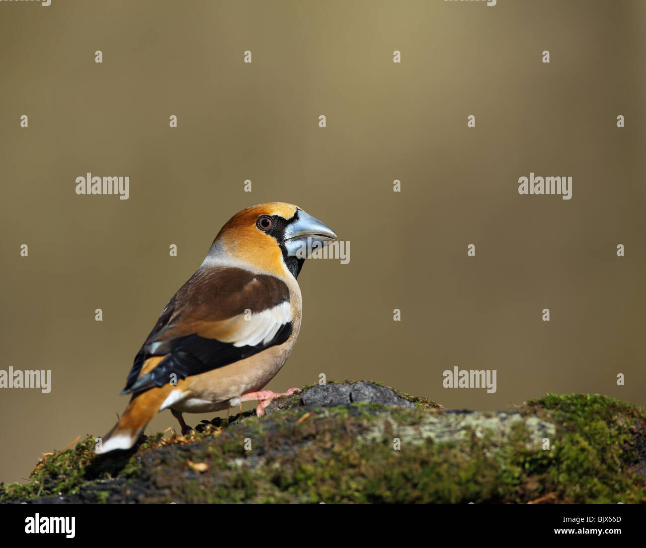 Männliche Kernbeißer Coccothraustes Coccothraustes, UK. Stockfoto