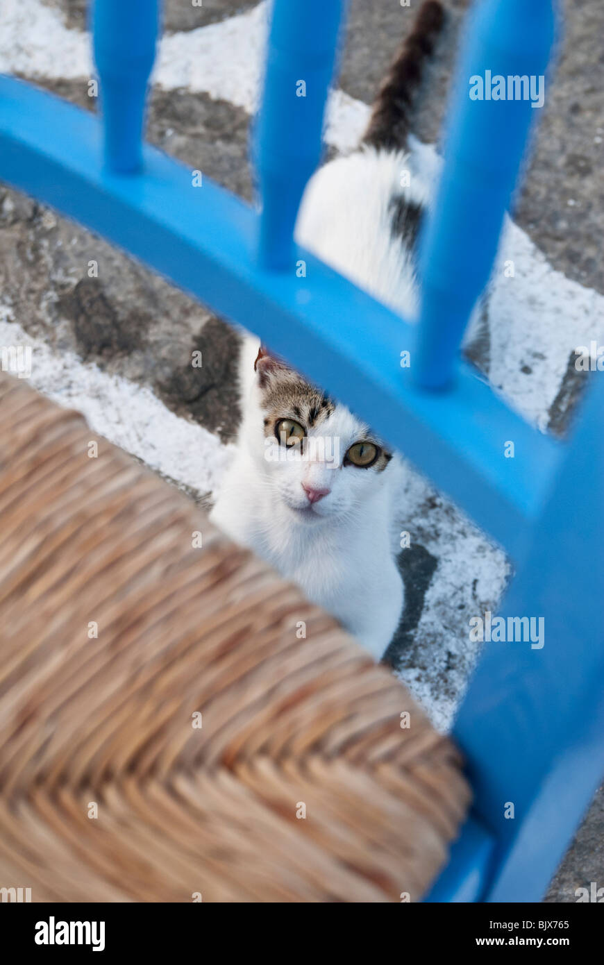 Selektiven Fokus auf eine Katze Gesicht unter einem blauen Café Stuhl in Griechenland Stockfoto