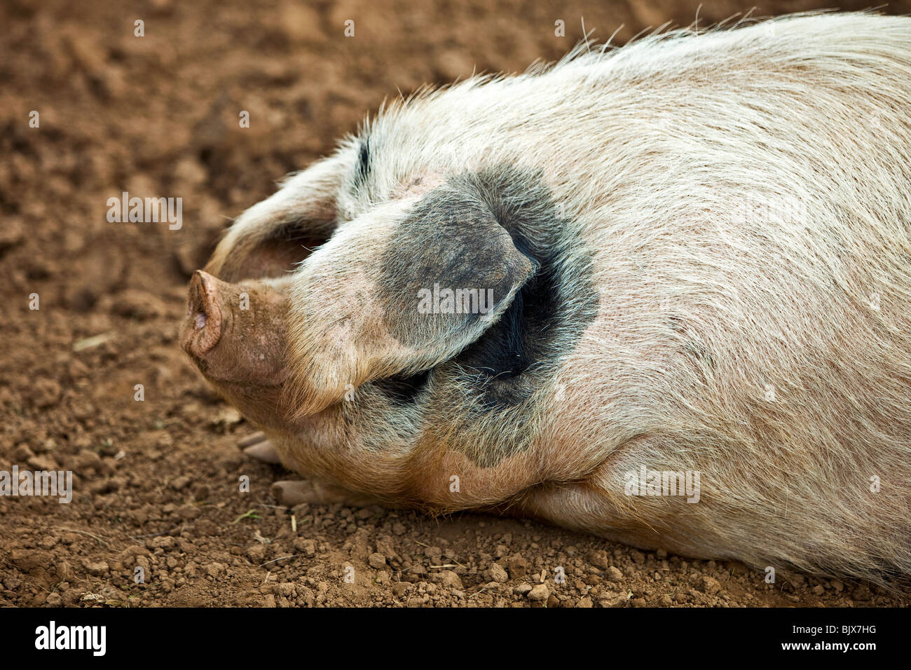 Gloster alten Spot Schwein zeigt unverwechselbaren Fleck über Ohr Stockfoto