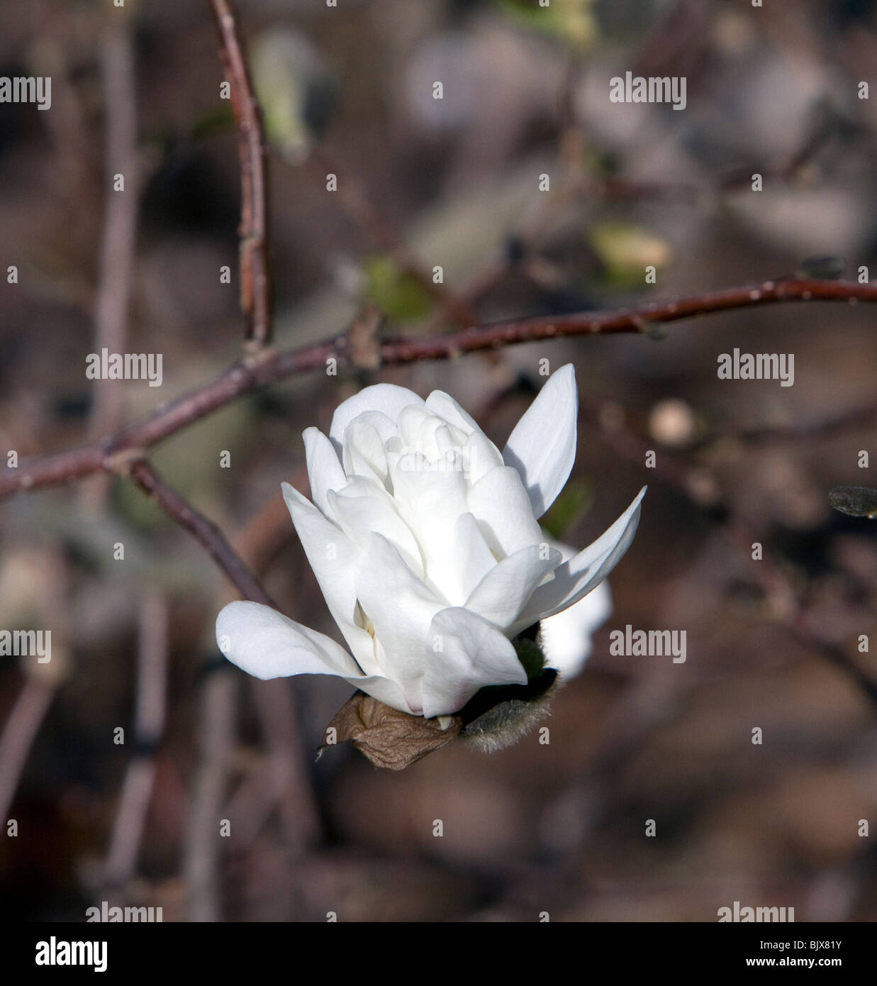 Ballerina Magnolia X loebneri Sorte weiß und rosa. Stockfoto