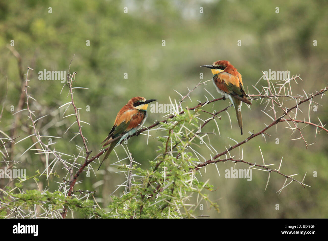 Ein paar der Europäischen Bienenfresser Erholung auf einen Dornbusch Stockfoto