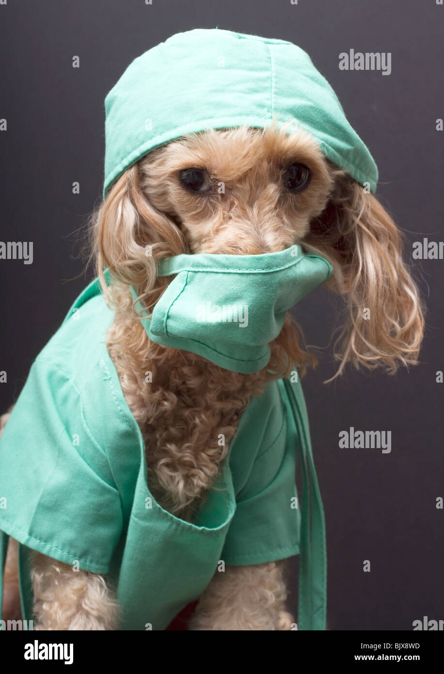 Hund-Chirurg Stockfoto