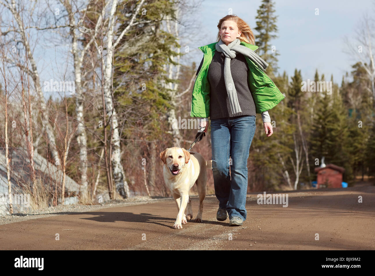 Frau zu Fuß ihre gelben Labrador Retriever auf der Landstraße, Trout Lake, Ontario, Kanada. Stockfoto