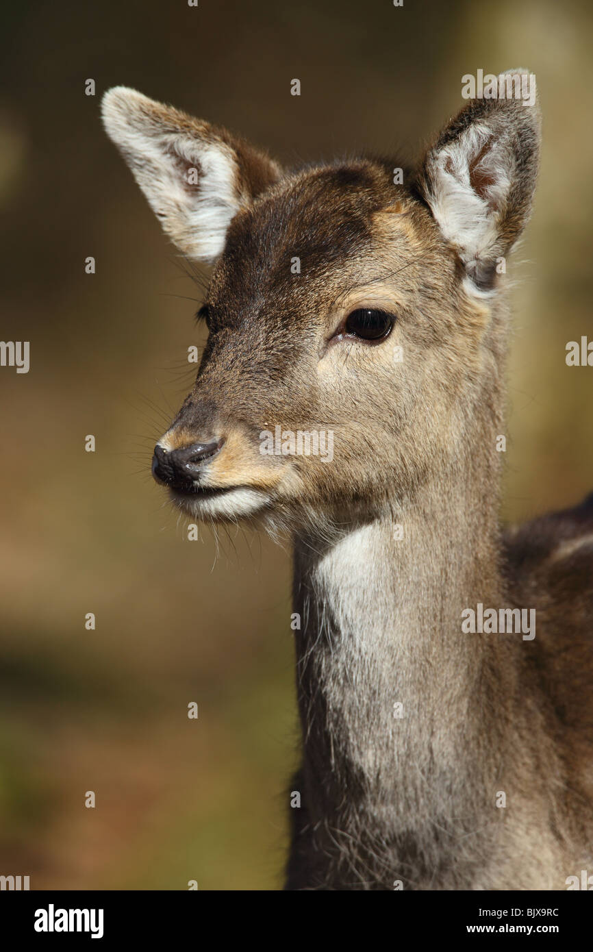 Wild Damwild, Dama Dama, Porträt, UK. Stockfoto