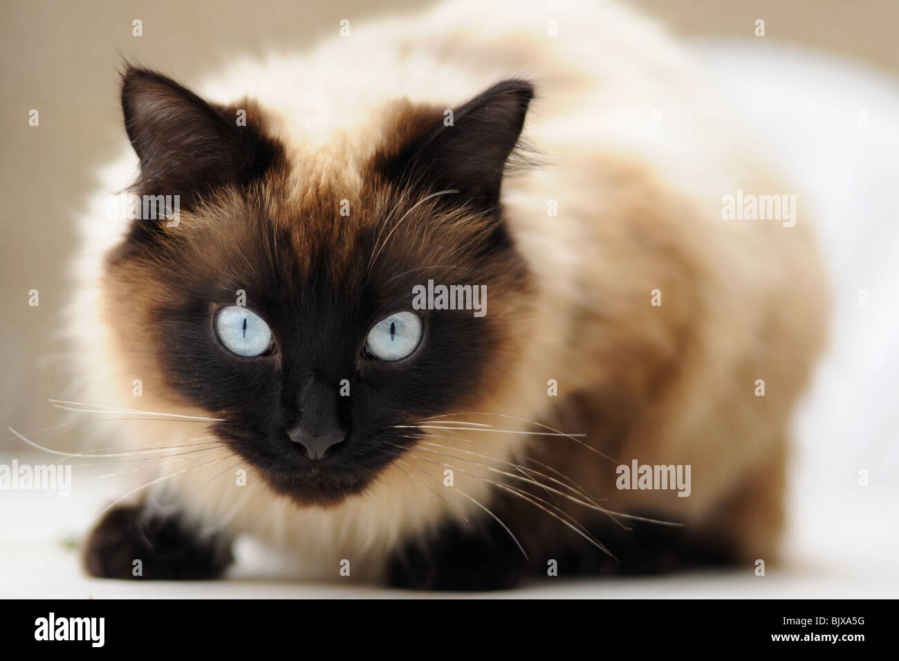 Strahlend blaue Augen von "Ragdoll" Rasse der Hauskatze Stockfoto