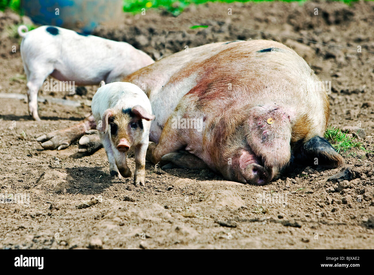 Junge Schweine in einem Feld mit ihrer Mutter Stockfoto Junge Schweine in einem Feld mit ihrer Mutter Stockfoto