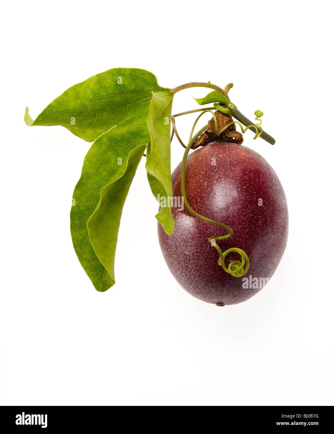 Passionsfrucht Passiflora edulis Granadilla Stockfoto