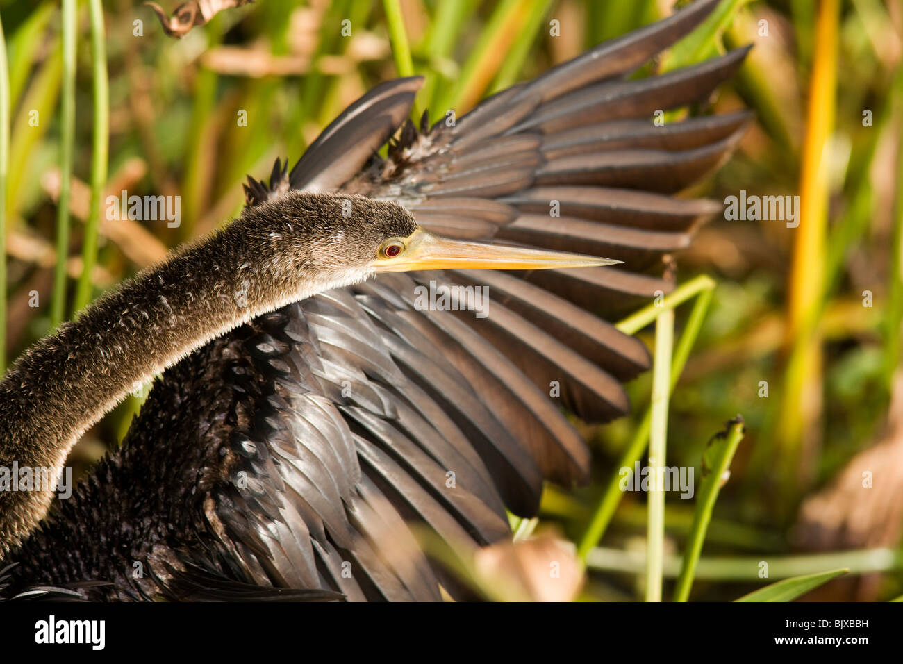 Anhinga - grüne Cay Feuchtgebiete - Delray Beach, Florida USA Stockfoto