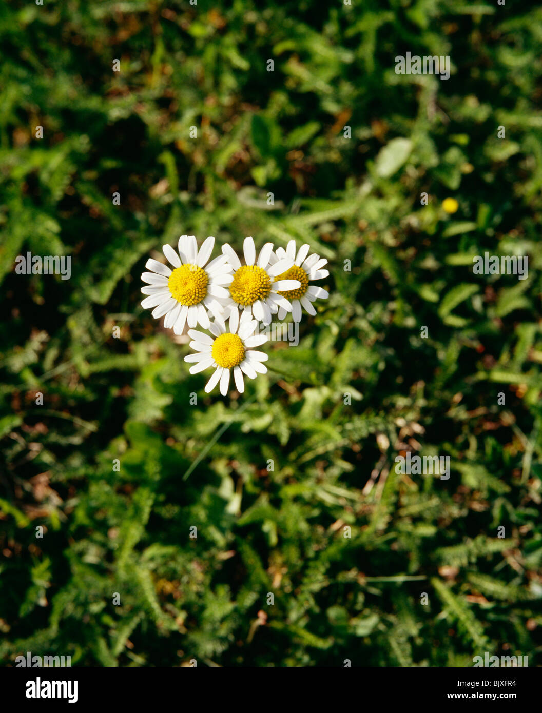 Weiße Blume am Boden Stockfoto