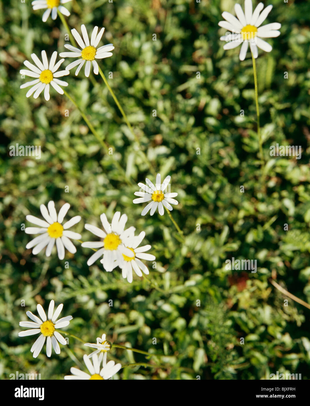 Weiße Blume am Boden Stockfoto