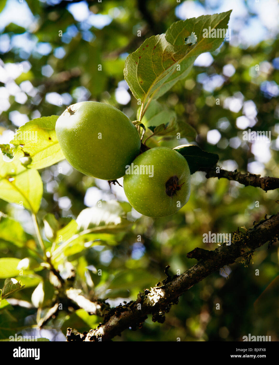 Apfelbaum Stockfoto