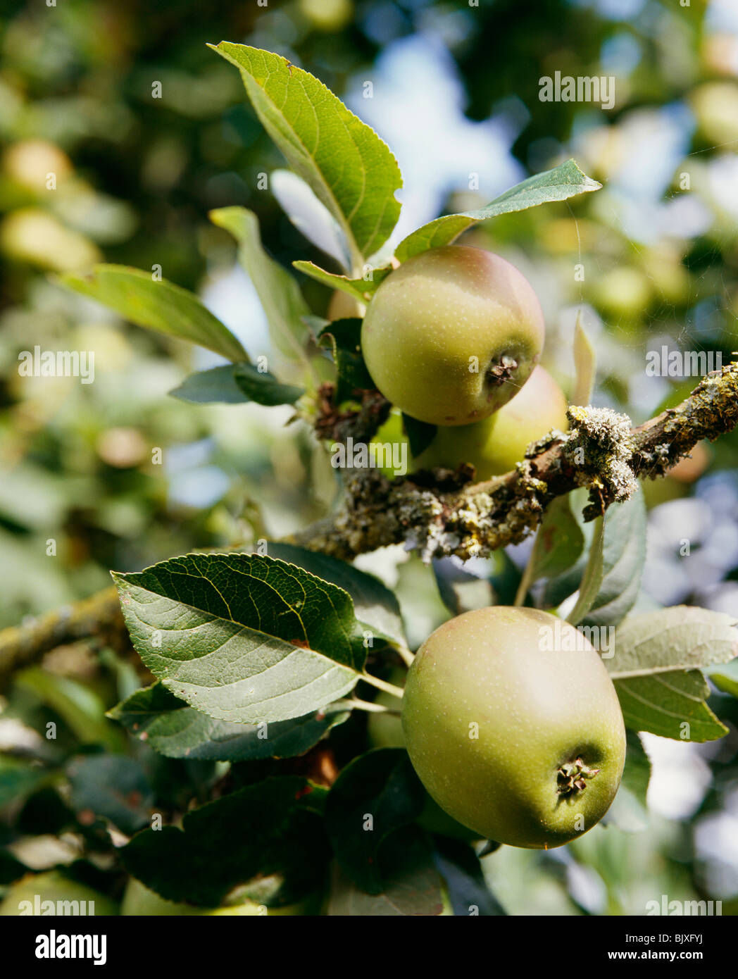 Apfelbaum Stockfoto