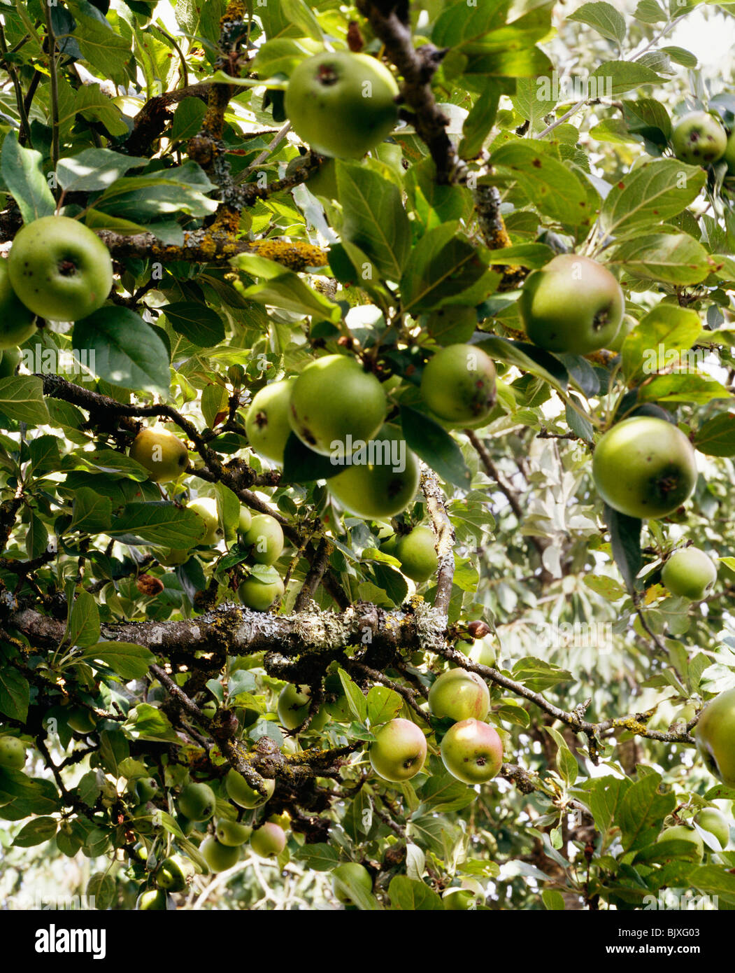 Apfelbaum Stockfoto