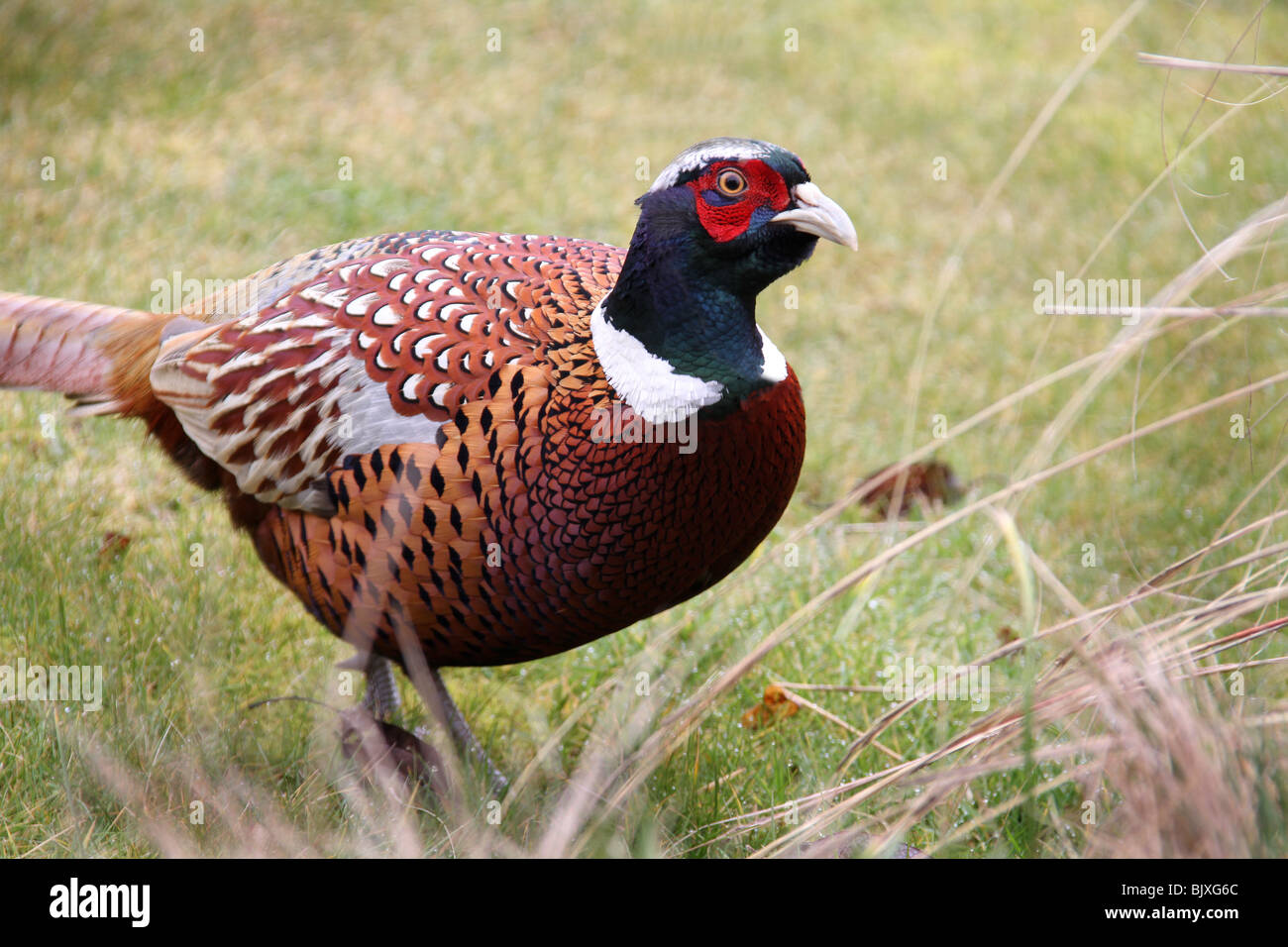 Männlicher Fasan Zucht Gefieder im Frühjahr. Stockfoto