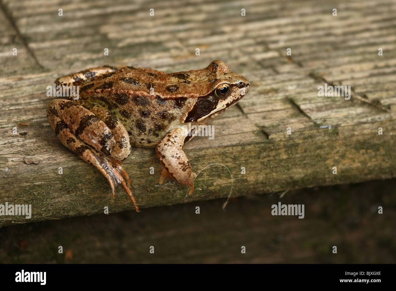 braune Grasfrosch Stockfoto