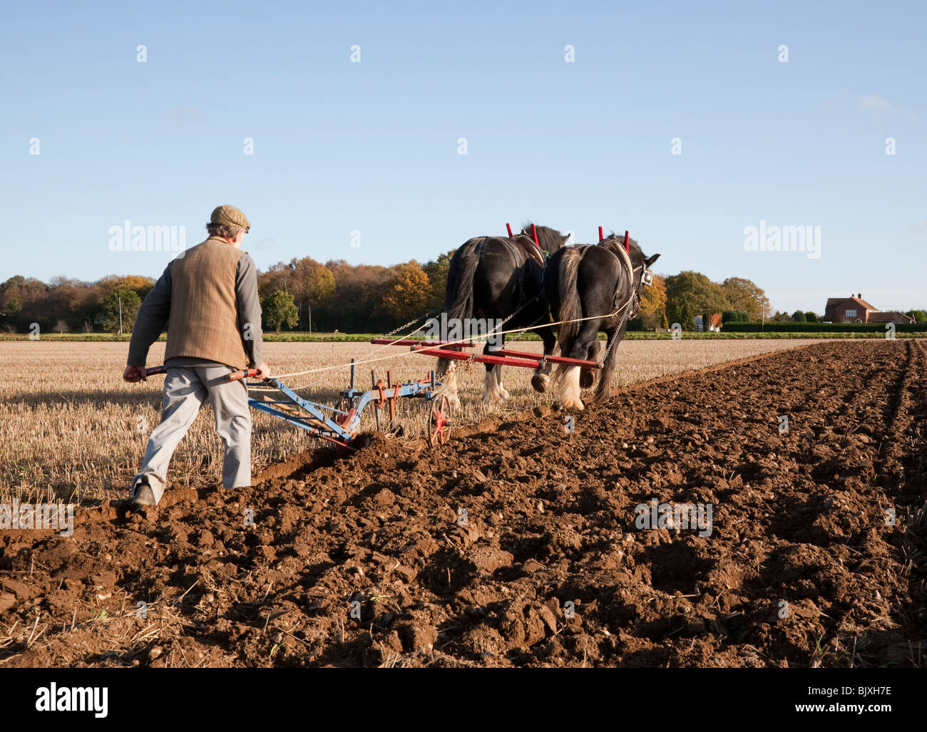 Ein Bauer, der pflügt die traditionellen Art und Weise mit ein paar passenden schwarzen Shire horses Stockfoto