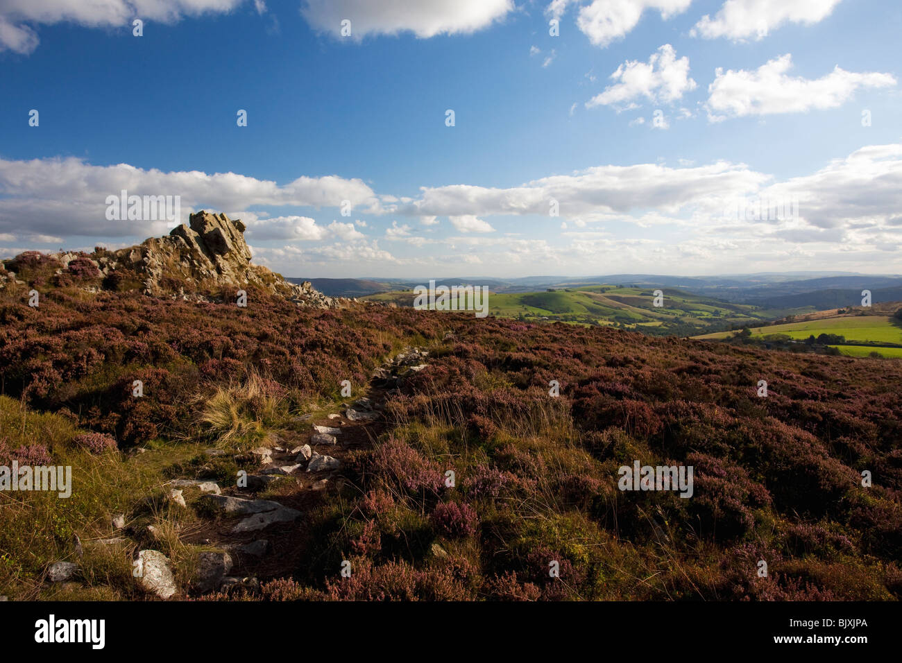 Stiperstones lila Heidekraut Tag blauer Himmel Sonnenschein im Sommer in der Nähe von Bischöfen Burg Shropshire Grenzen England Großbritannien GB Stockfoto