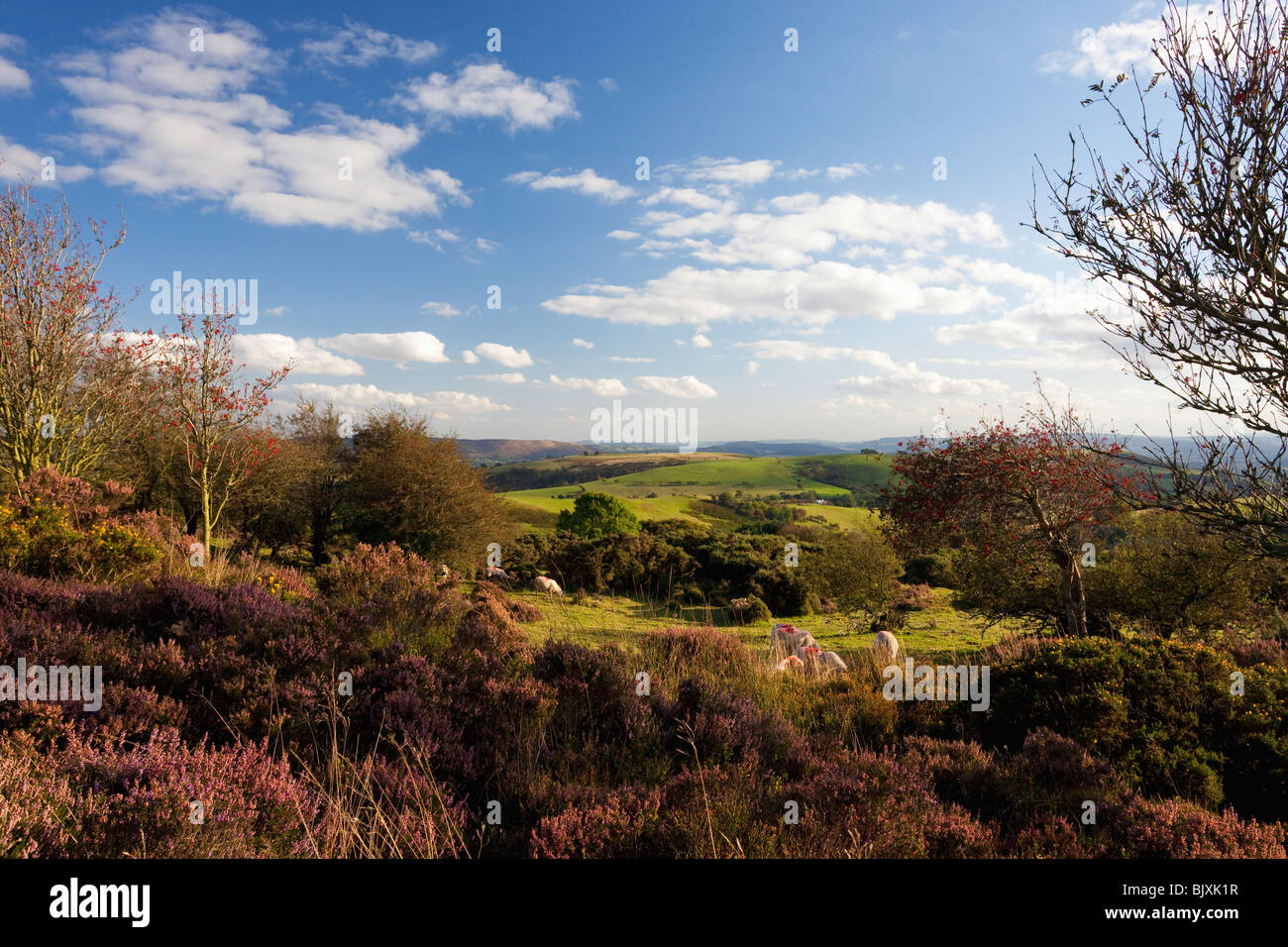 Schafbeweidung Stiperstones lila Heidekraut Sommer Tag blauer Himmel Sonnenschein in der Nähe von Bischöfen Burg Shropshire Grenzen England Stockfoto