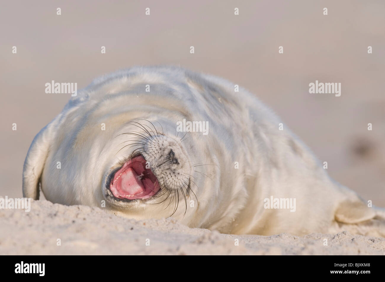 junge Kegelrobben Stockfoto