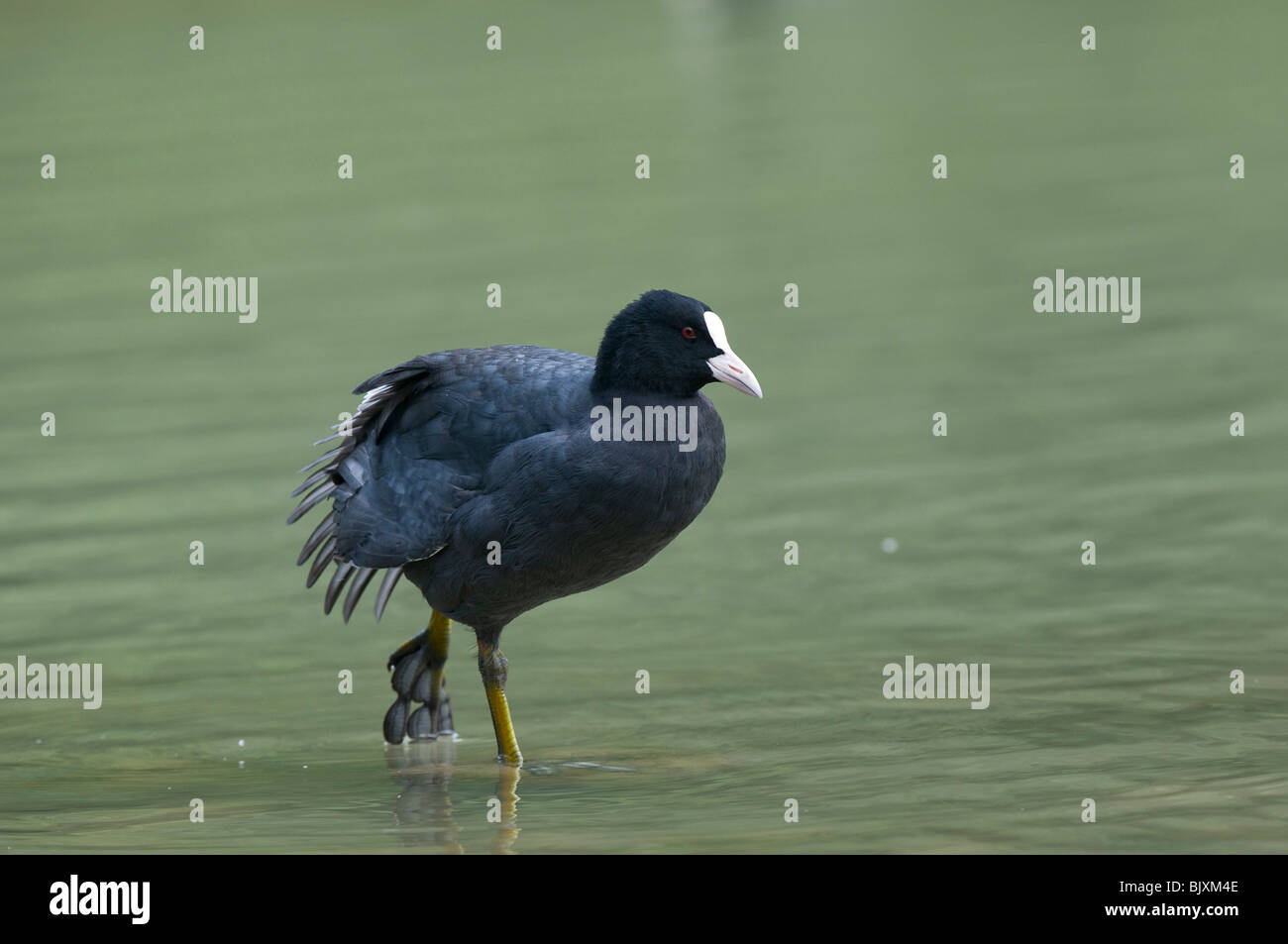 schwarzen Wasserhuhn Stockfoto