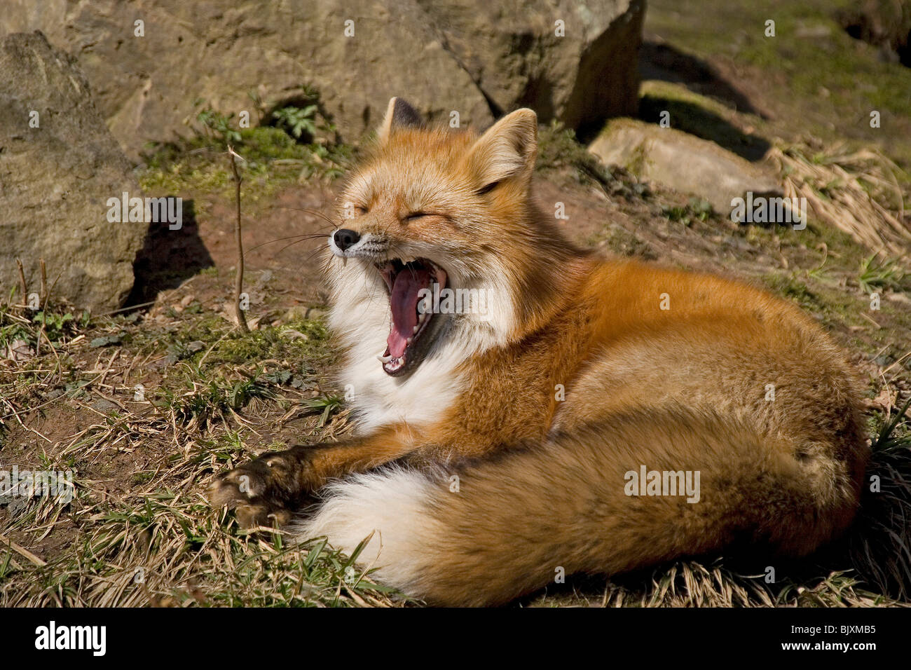 Rotfuchs Stockfoto