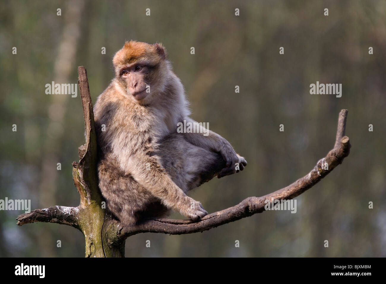 Barbary Affe Stockfoto