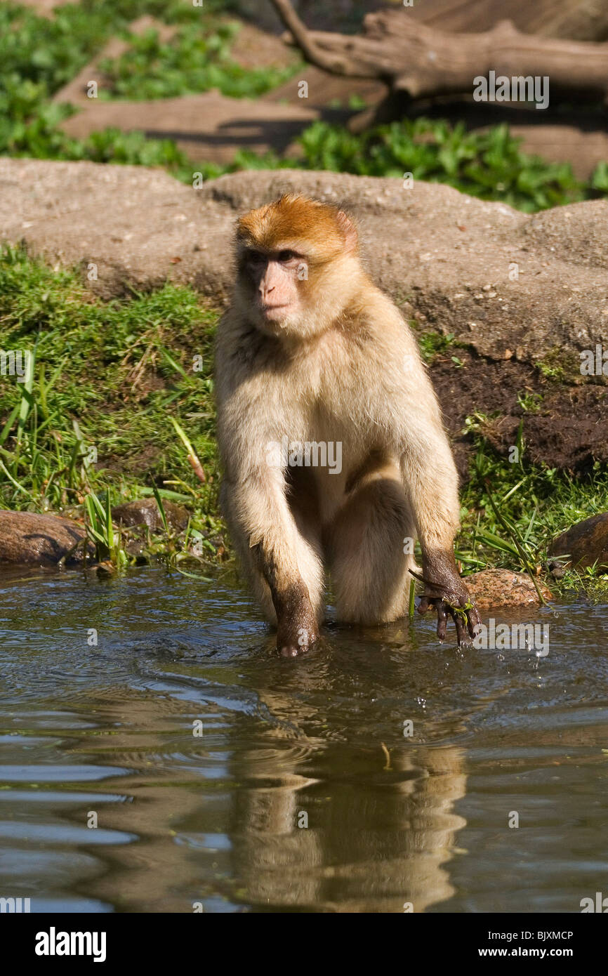 Barbary Affe Stockfoto