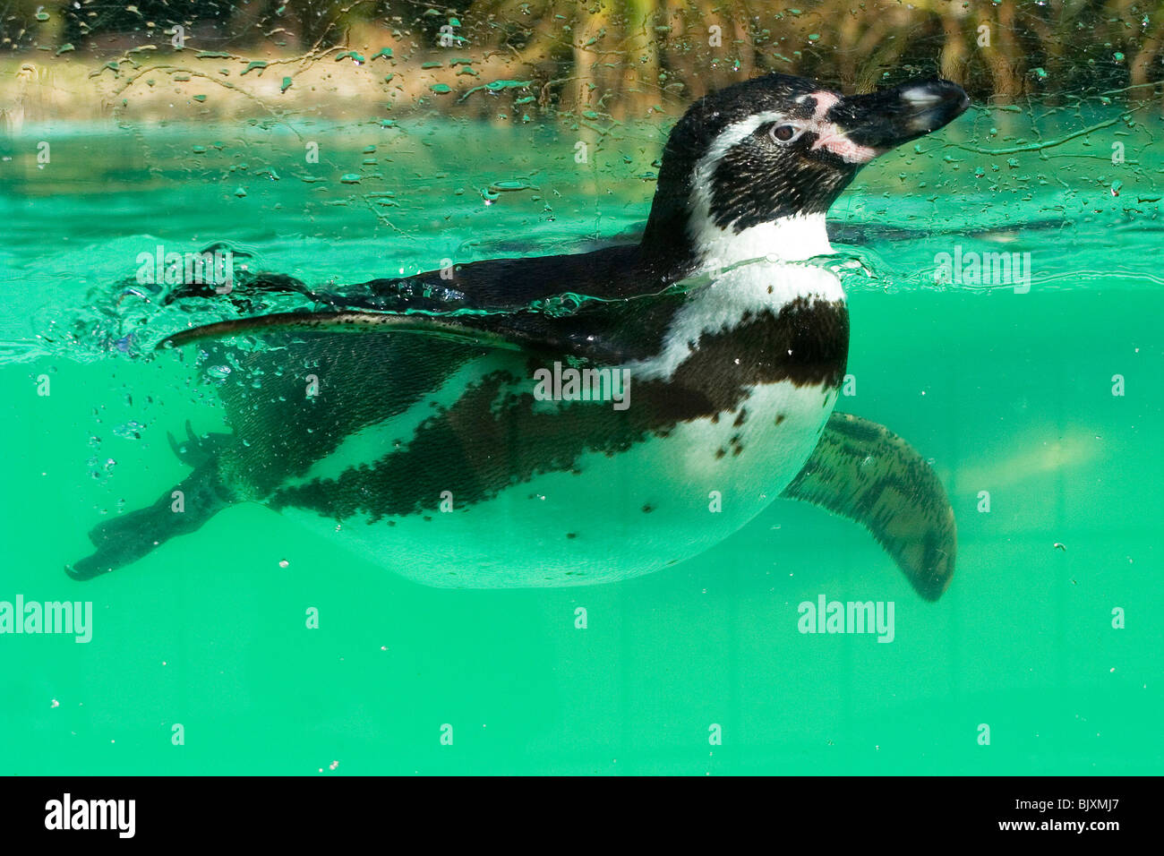 schwimmende-tiere-fotos-und-bildmaterial-in-hoher-aufl-sung-alamy