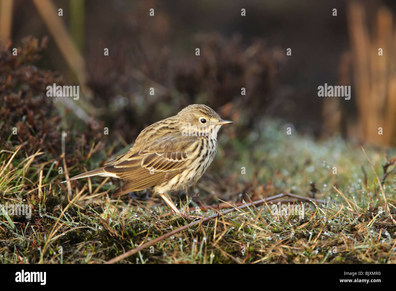 Wiese Pieper (Anthus Pratensis) Tau bedeckt Gras Stockfoto