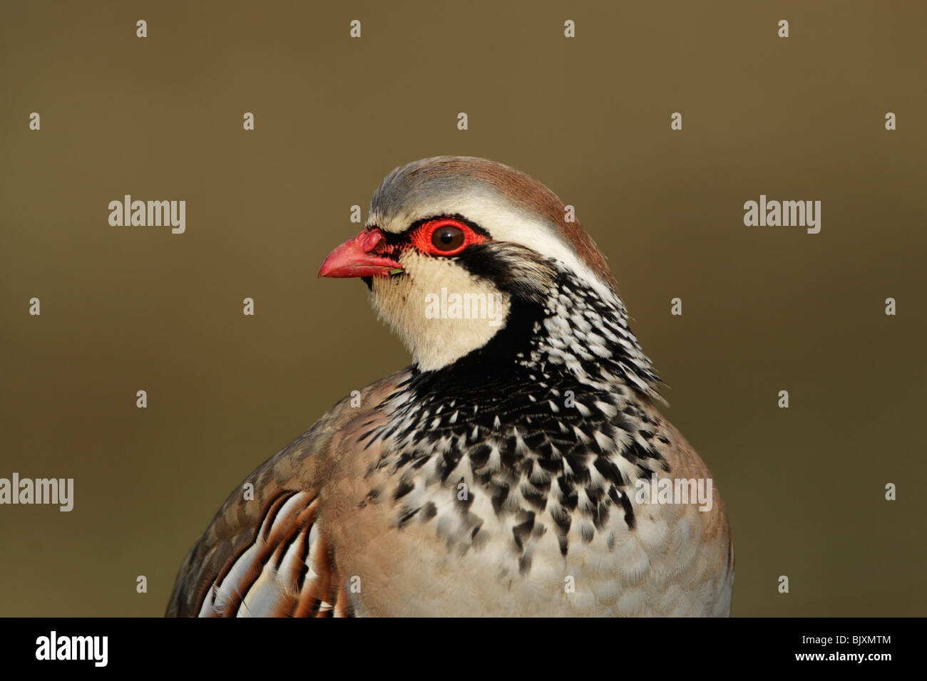 Rothuhn (Alectoris Rufa) Kopf, Hals und Oberkörper Stockfoto