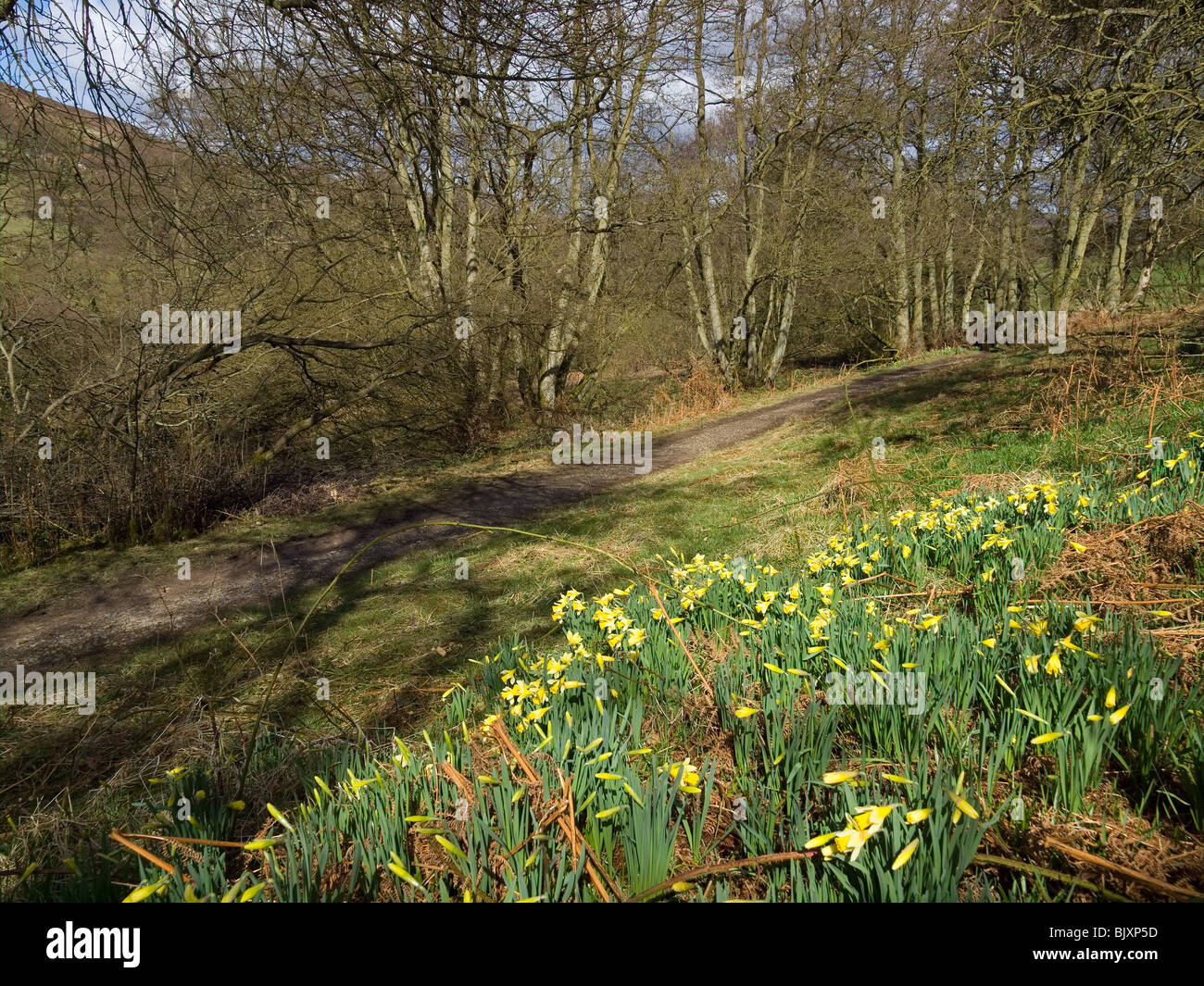 Farndale Spaziergang entlang des Ufers des Flusses Taube in der North Yorkshire Moors Nationalpark berühmt für Narzissen im Frühjahr Stockfoto