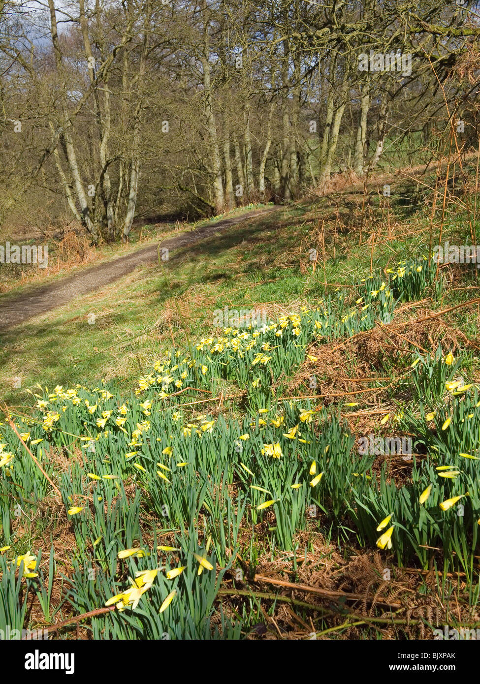 Farndale Fuß entlang der Bak der Fluss Taube in der North Yorkshire Moors Nationalpark berühmt für Narzissen im Frühjahr Stockfoto