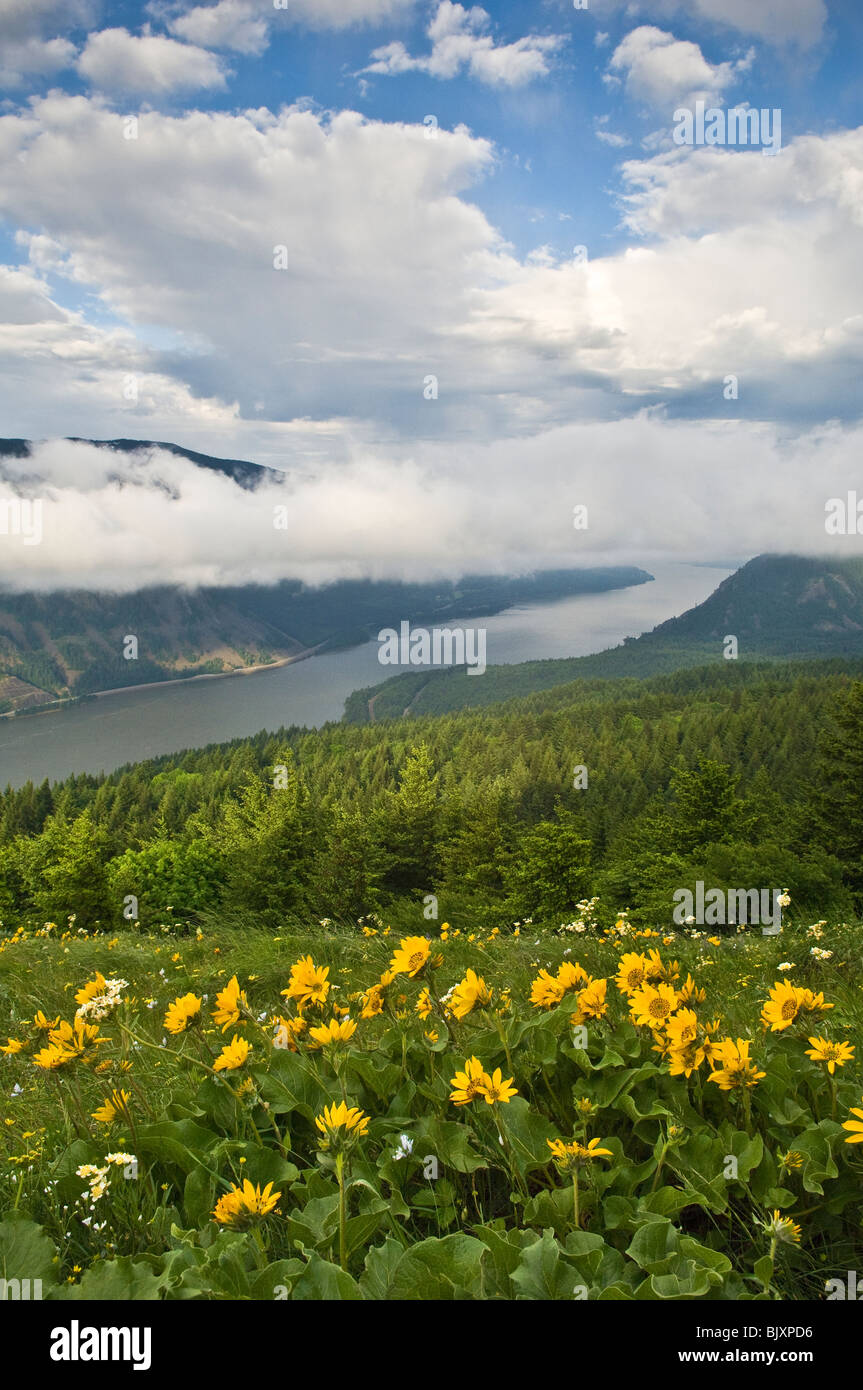 Balsamwurzel und Columbia River von Hund Bergweg; Columbia River Gorge National Scenic Bereich, Washington. Stockfoto