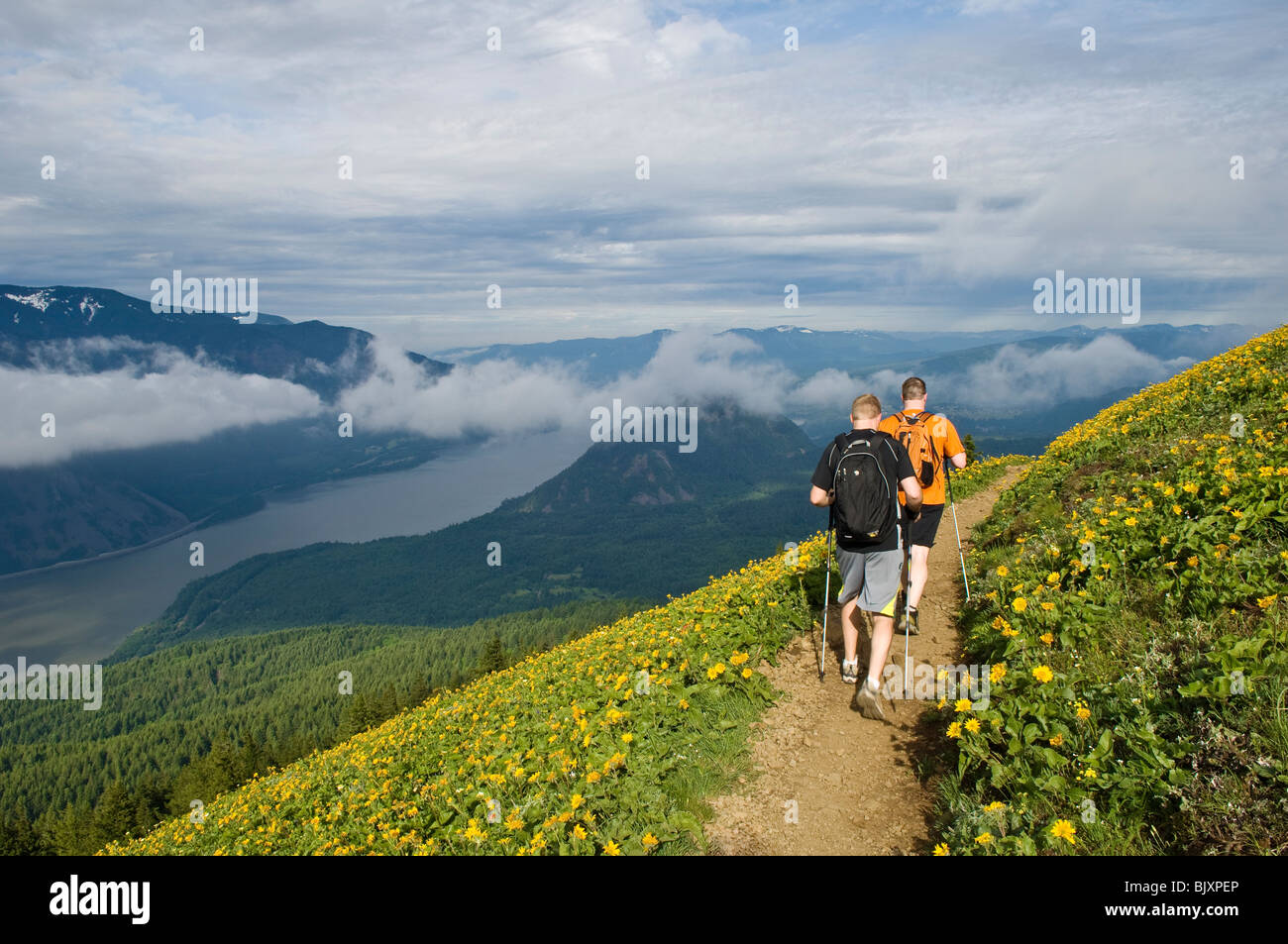 Wanderer und Balsamwurzel auf Hund Bergweg, Columbia River Gorge National Scenic Area, Washington. Stockfoto