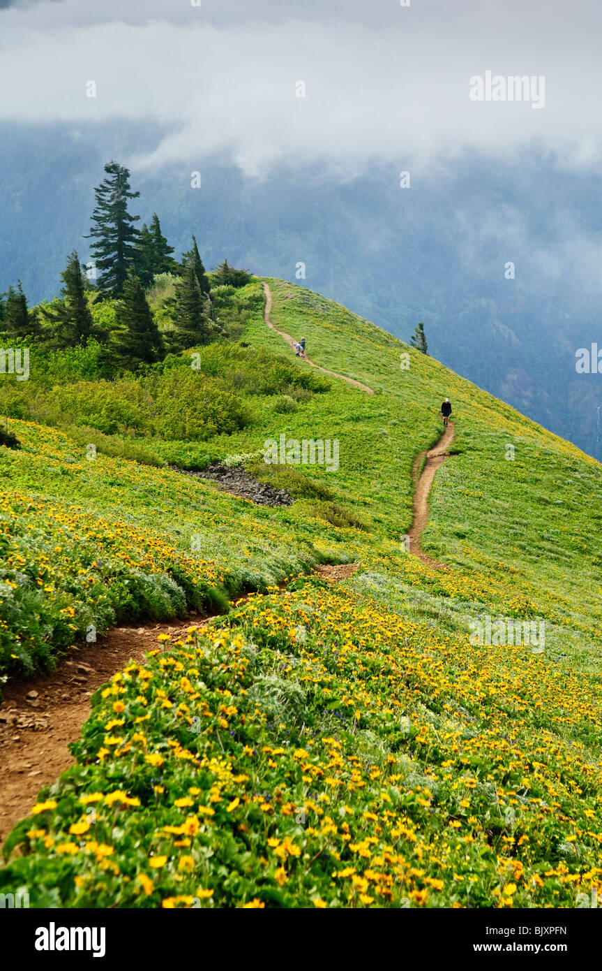 Wanderer und Balsamwurzel auf Hund Bergweg, Columbia River Gorge National Scenic Area, Washington. Stockfoto