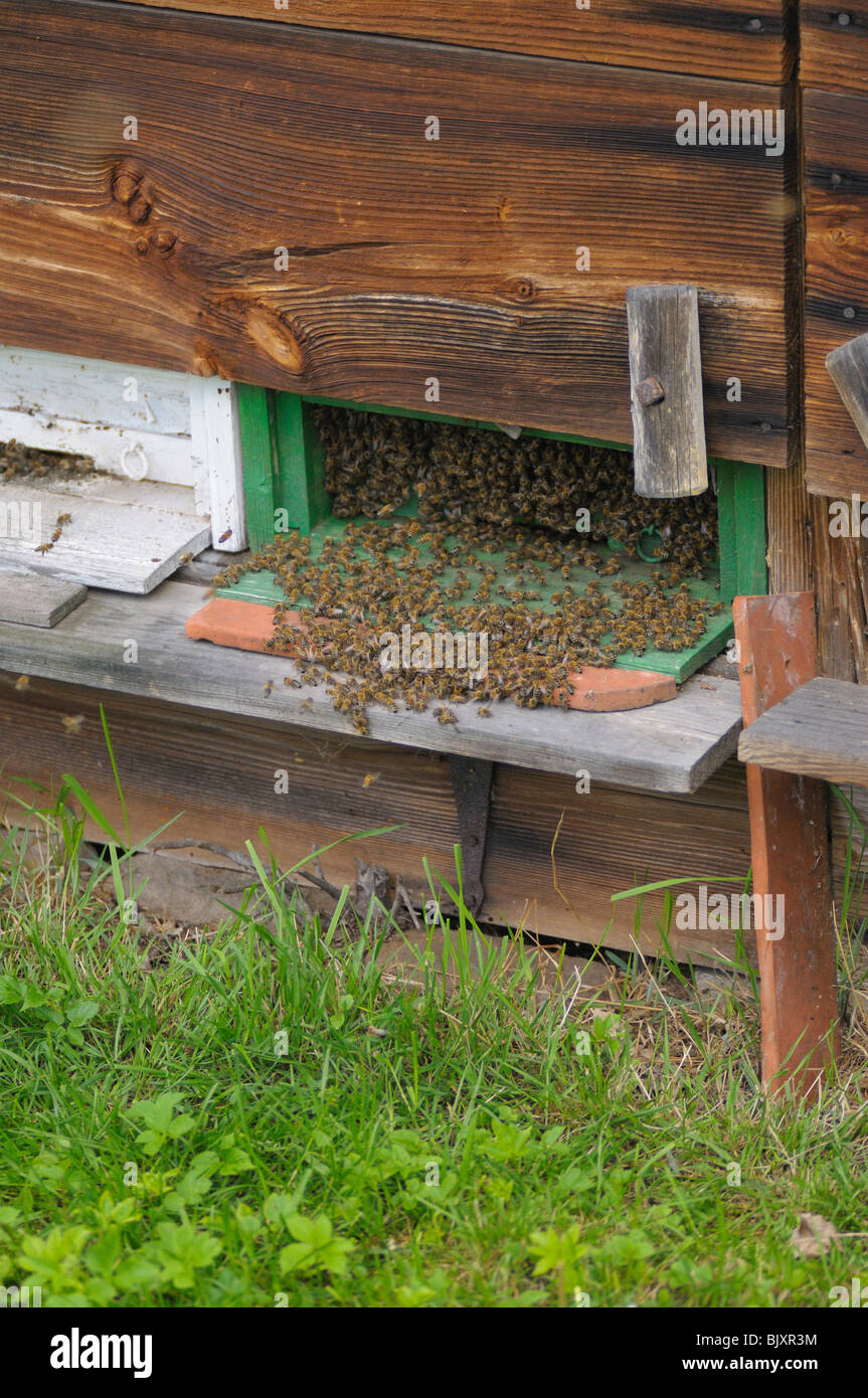 Honigbienen Stockfoto