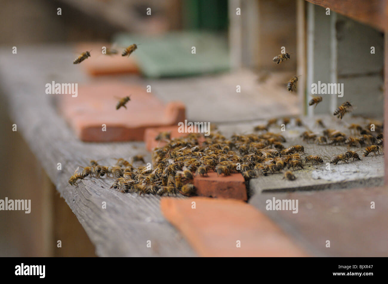 Honigbienen Stockfoto