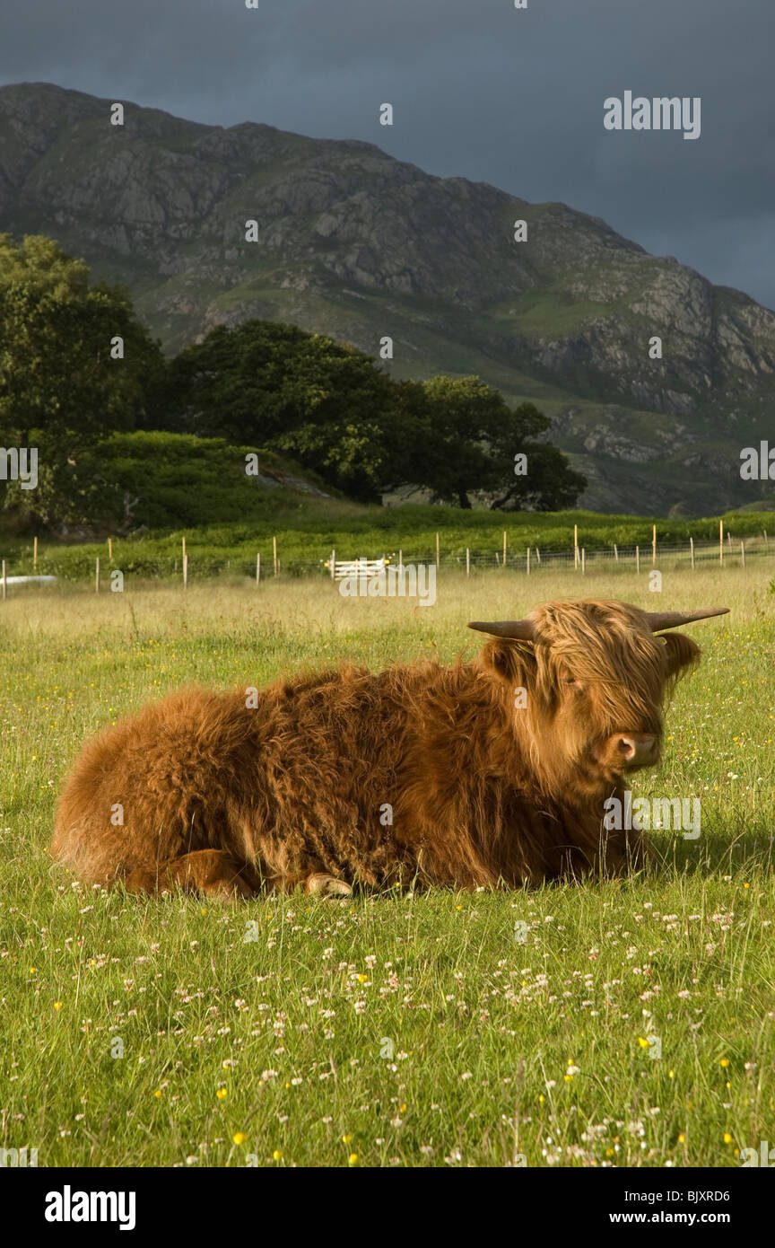 Highland-Kuh, die saß in einem Feld in Roshven in der Nähe von Fort William in den Highlands von Schottland Stockfoto