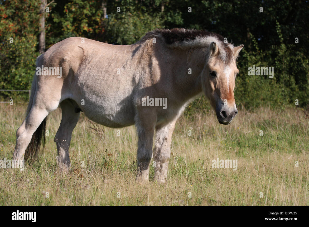 alten Fjord Pferd Stockfoto