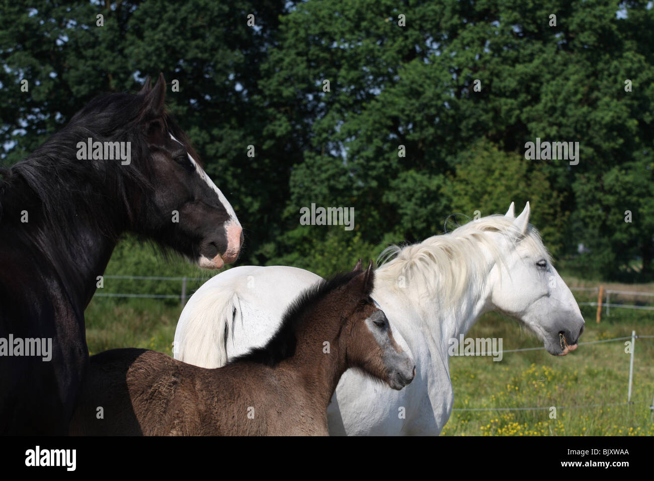 Shire Horses Stockfoto