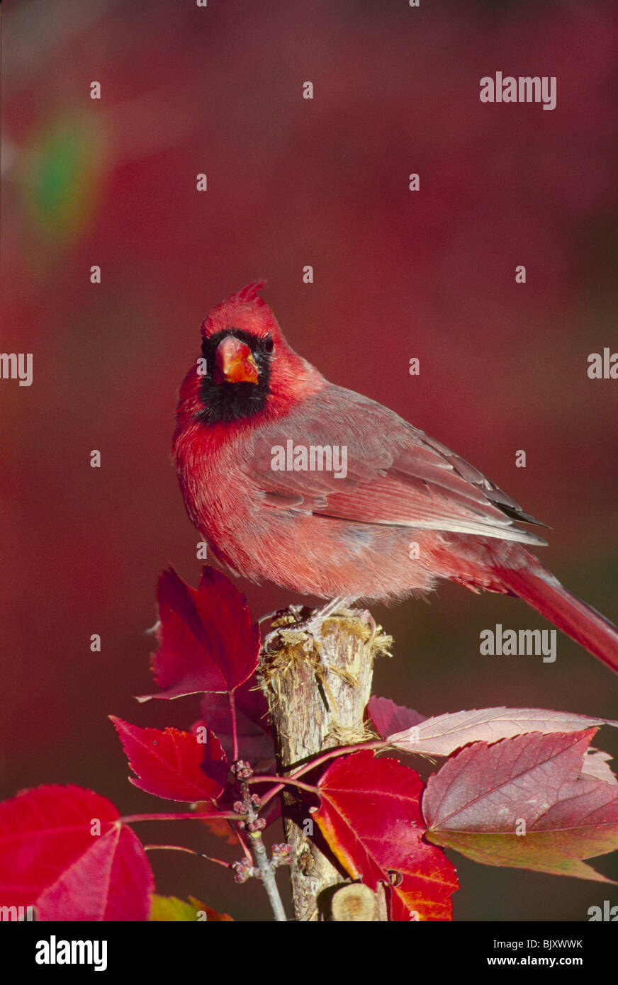 Männliche nördlichen Kardinal stehen auf gebrochene Baum, umgeben von rot-Ahorn Blätter Stockfoto