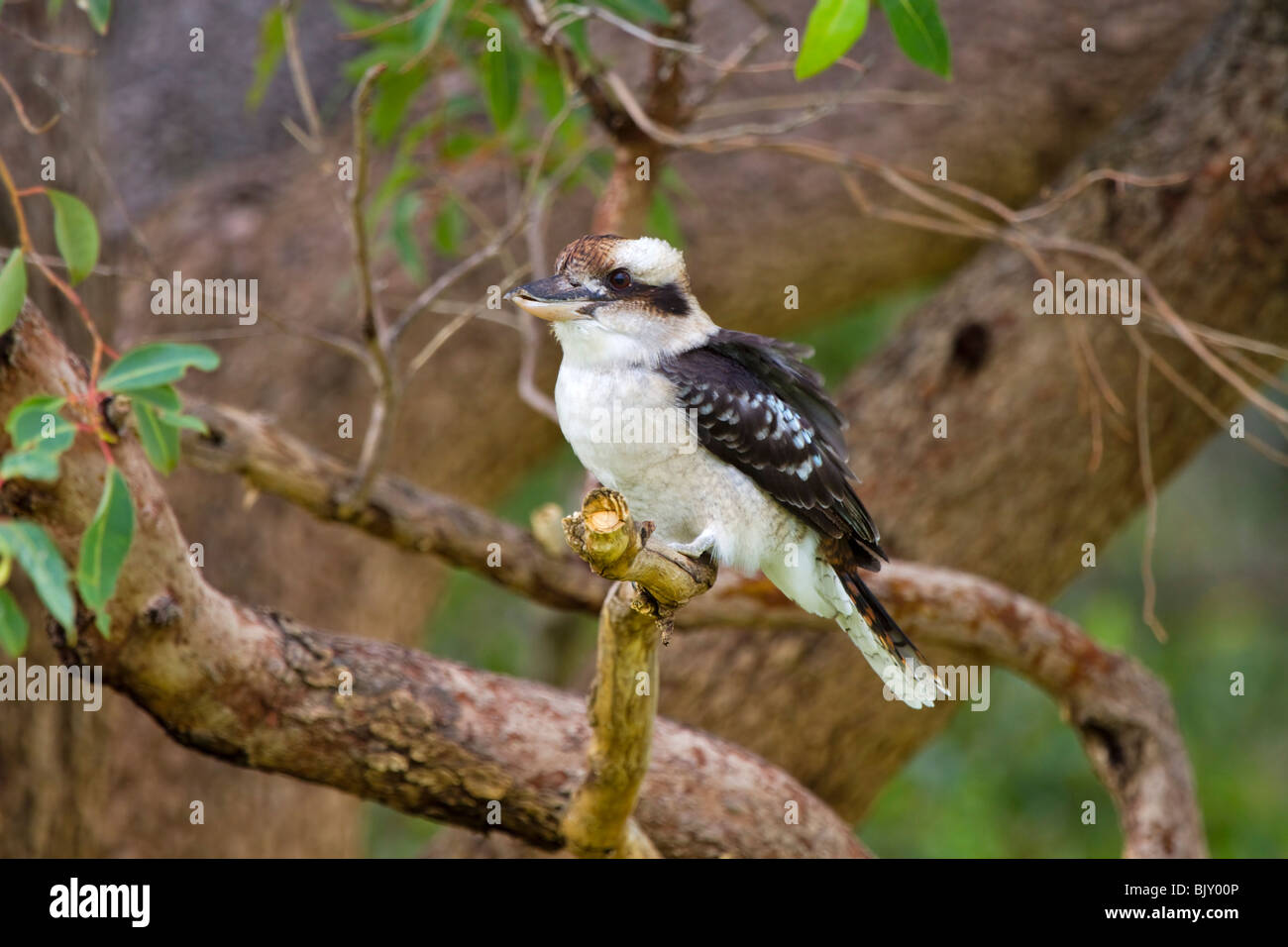 Lachende Kookaburra, Dacelo novaeguineae Stockfoto
